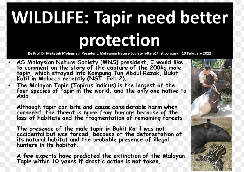 Tapir Malayan Advertising Animal Font PNG