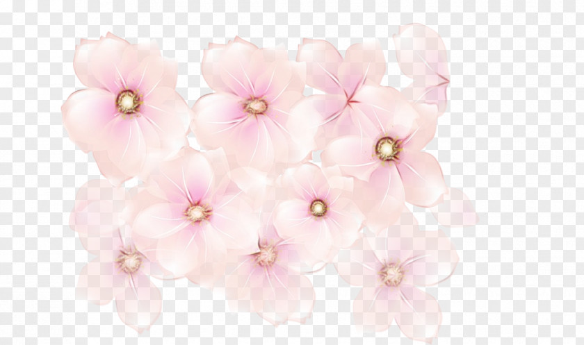 Blossom Cherry PNG