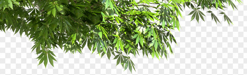 Leaf Asian Palmyra Palm Flora Vegetation Oil Palms Ohio Buckeye PNG