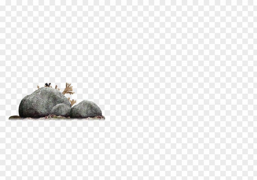 Seabed Stone Rat Snout Pattern PNG