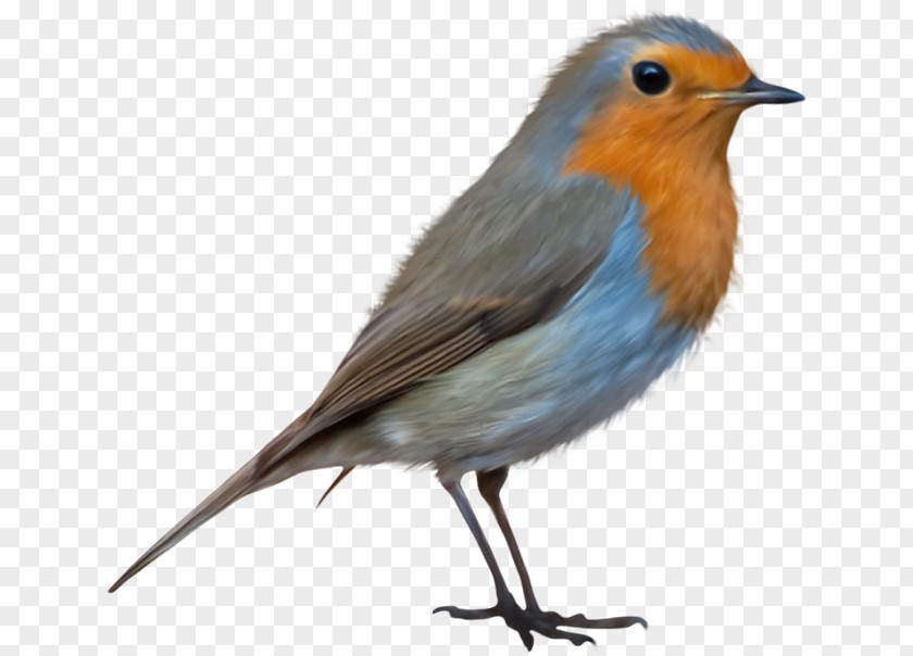 Bird European Robin Clip Art PNG