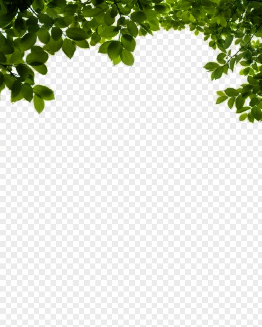 Bushes Branch Shrub Leaf Clip Art PNG