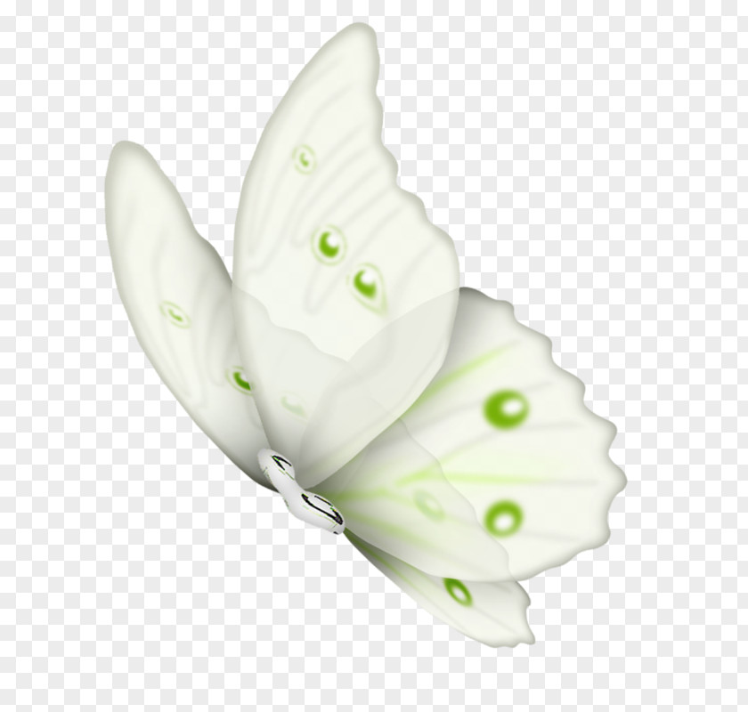 Butterfly Clip Art Insect Illustration PNG