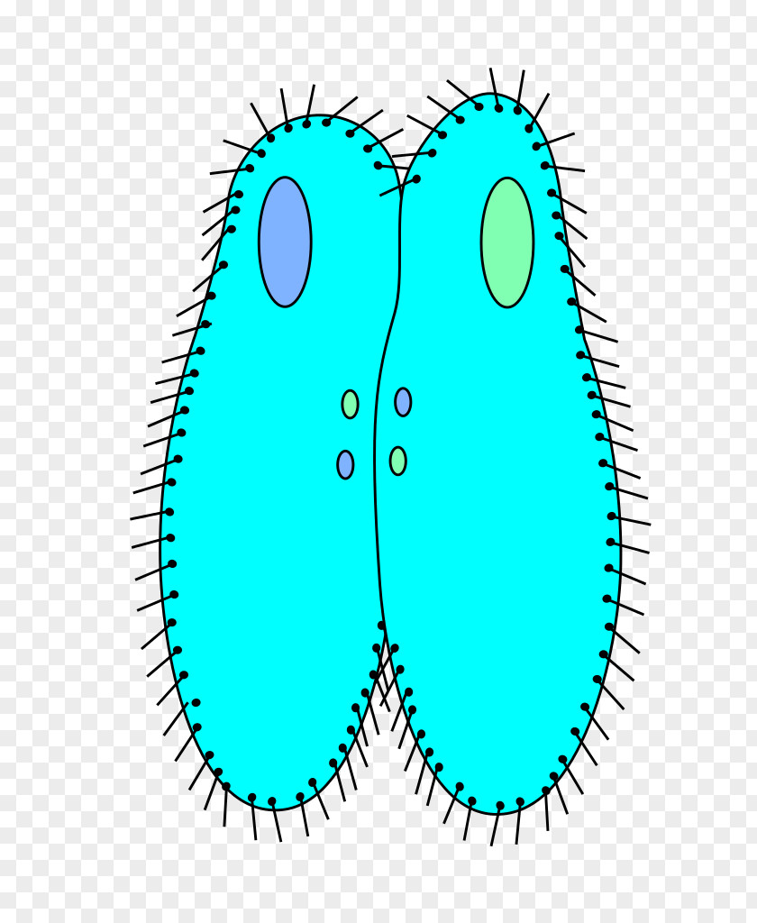 Ciliate Paramecium Caudatum Konjugation Biology Protist PNG