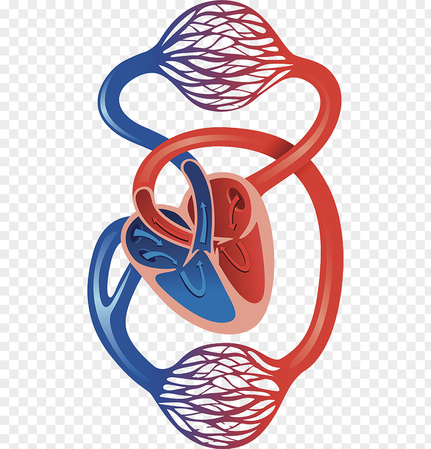 Heart Circulatory System Cardiovascular Disease Artery Capillary PNG