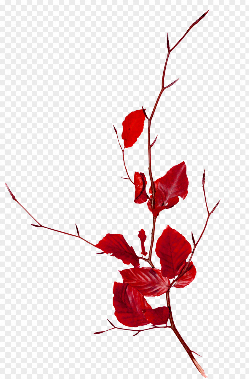 Red Leaf Decoration Branch Tree Clip Art PNG