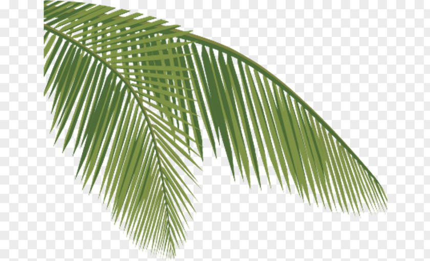 Coconut Arecaceae Leaf Clip Art PNG