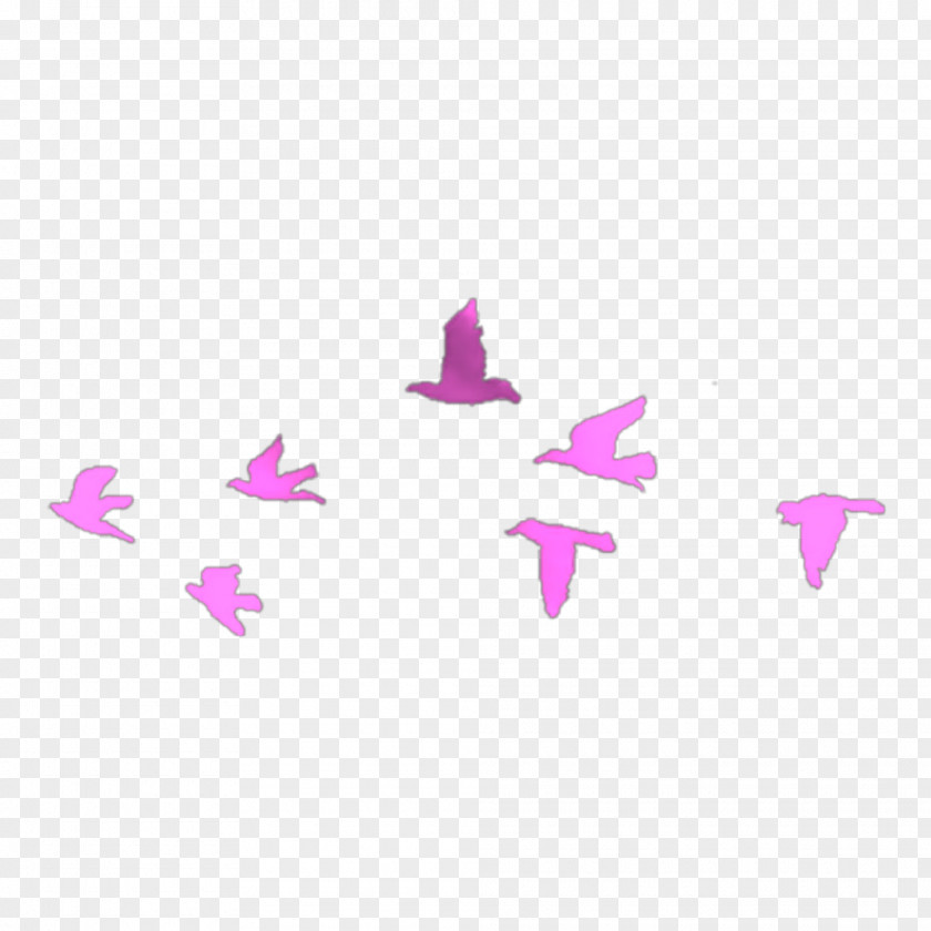 Bird Illustrations Swallow Flock Abziehtattoo PNG