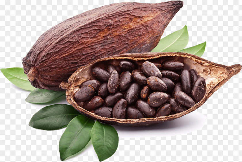 Coco Criollo Organic Food Raw Foodism Tejate Cocoa Bean PNG