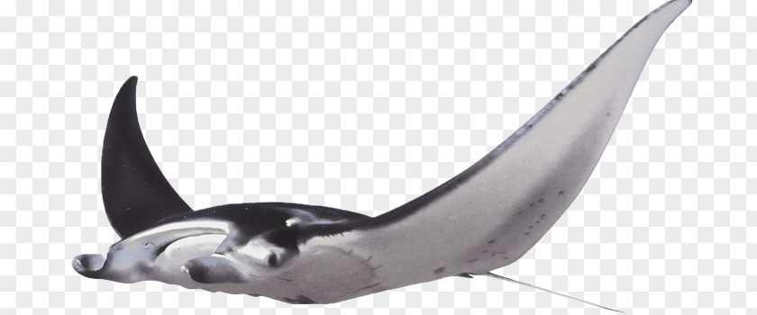 Giant Oceanic Manta Ray Batoidea Myliobatoidei Great White Shark PNG