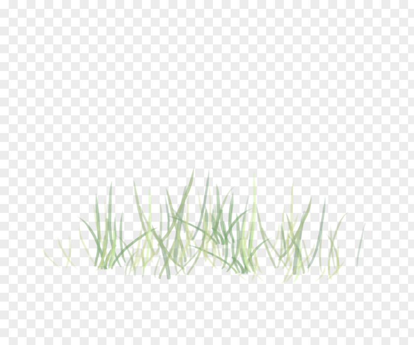 Grass Family Plant Green PNG