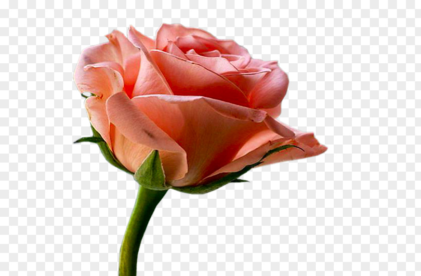 Kaba Pictogram Garden Roses Floribunda Cabbage Rose Hamd Allah PNG
