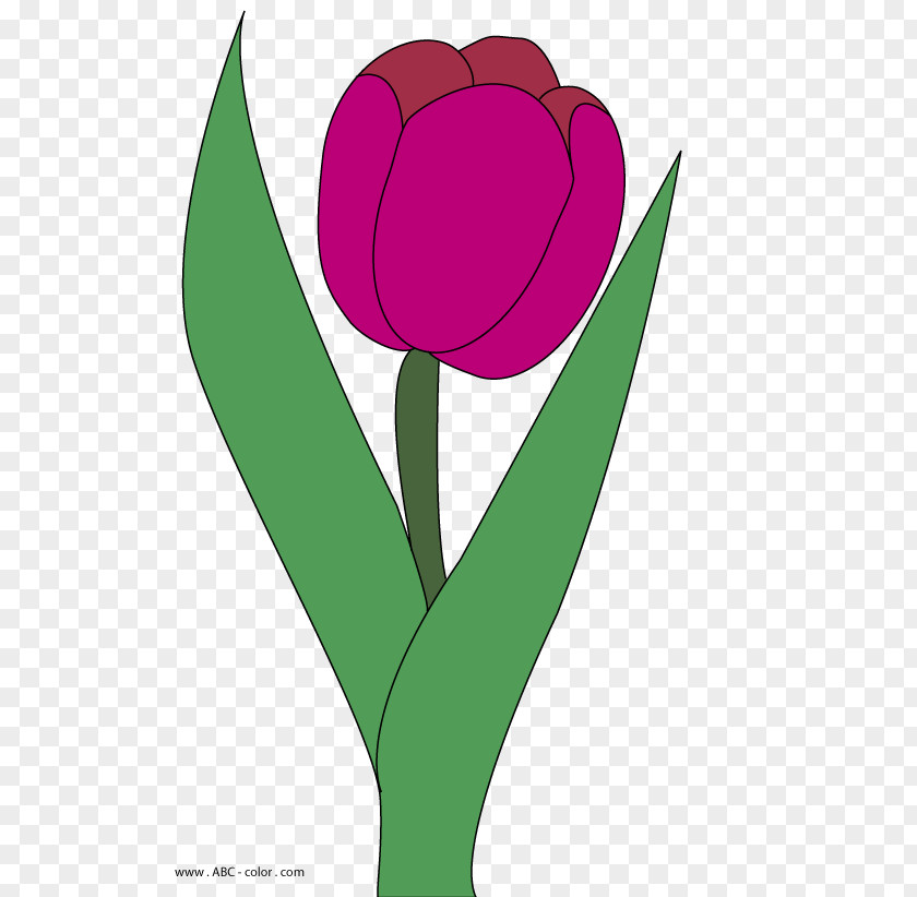 Wine Red Cover Tulip Drawing Clip Art PNG
