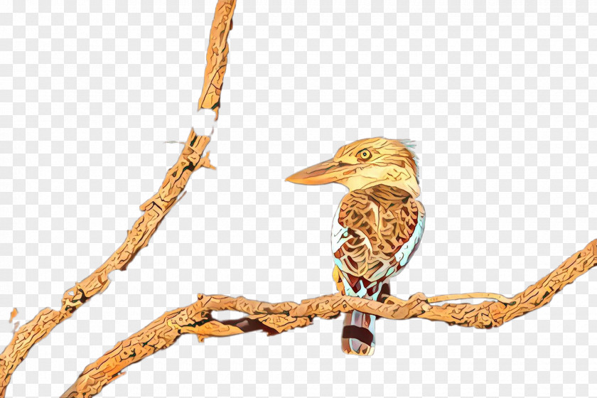 Bird Beak Branch Twig Wildlife PNG
