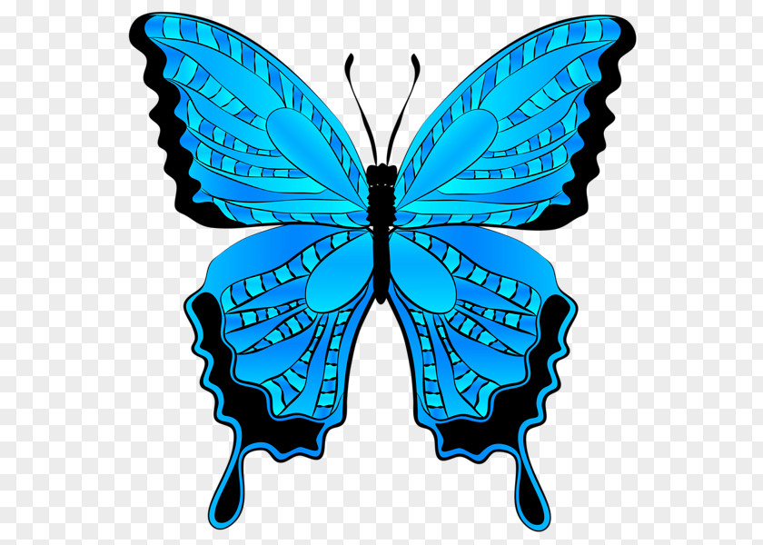 Butterfly Blue Clip Art PNG