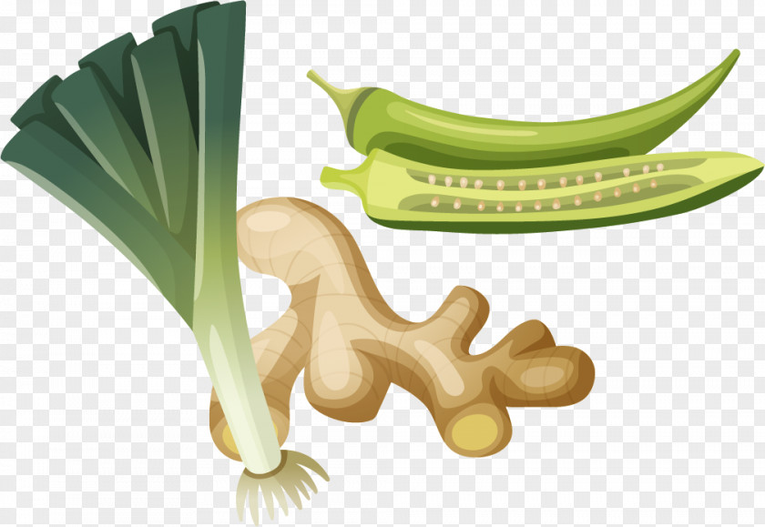 Onion Pepper Vector Material Vegetable Food Okra Illustration PNG