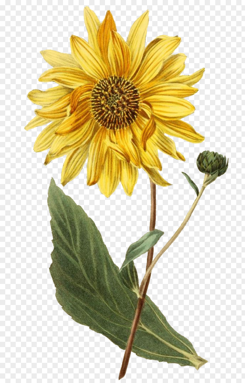 Sunflower Botanical Illustration Botany 0 PNG
