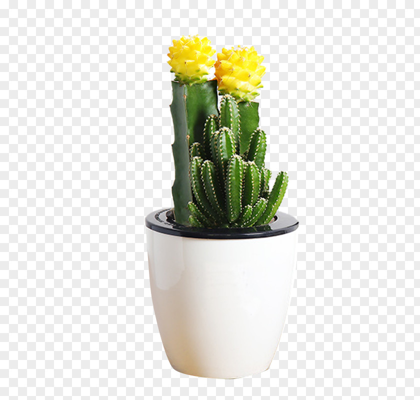 Yellow Flowers Cactus Mammillaria Herrerae Flowerpot Y Suculentas Succulent Plant Bonsai PNG