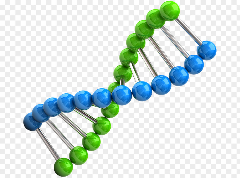 Chromosome Genetics DNA Clip Art Biology PNG