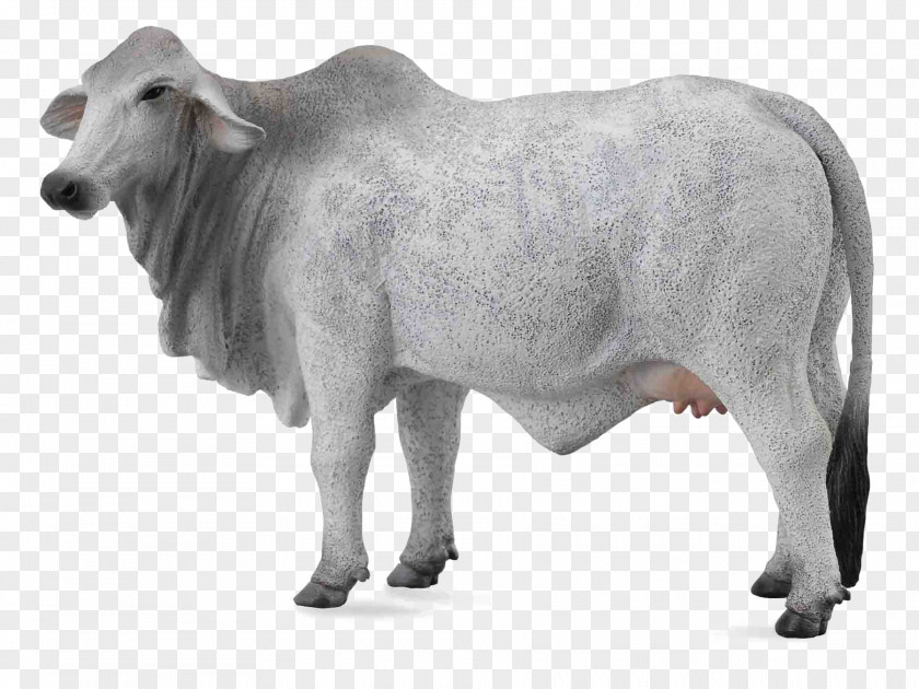 Domba Brahman Cattle Ankole-Watusi Hereford Braunvieh Murray Grey PNG