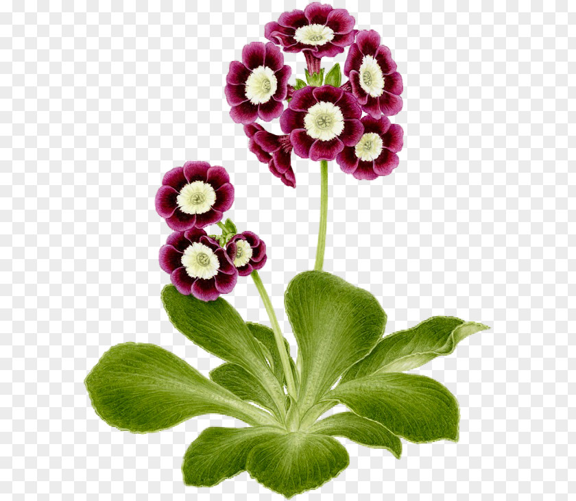 Flower Cut Flowers Bear's Ear Petal Primrose PNG