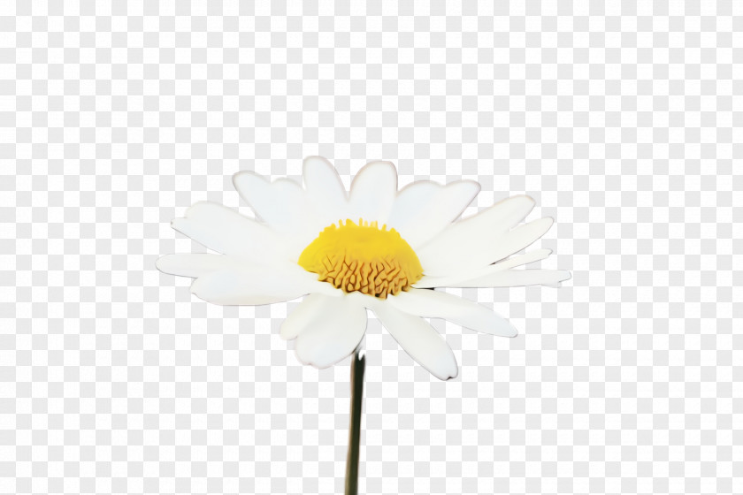 Flowering Plant Daisy PNG