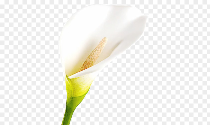 Petal Alismatales White Flower Arum Yellow Plant PNG