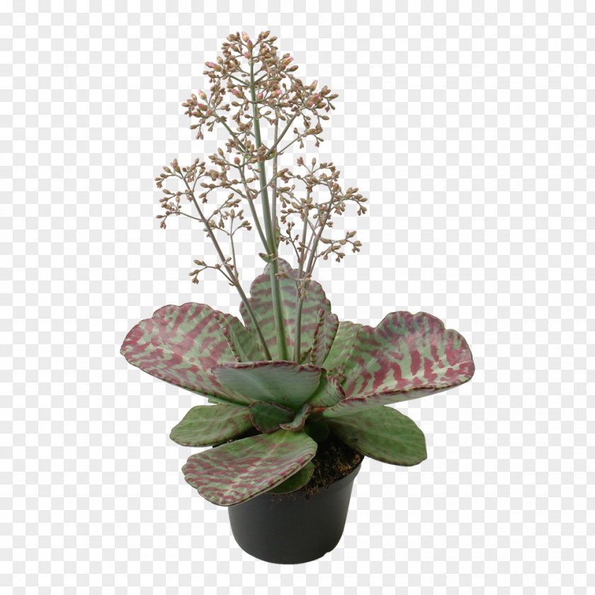Potted Succulents Houseplant Bryophyllum Daigremontianum Succulent Plant Kalanchoe Thyrsiflora Chocolate Soldier PNG
