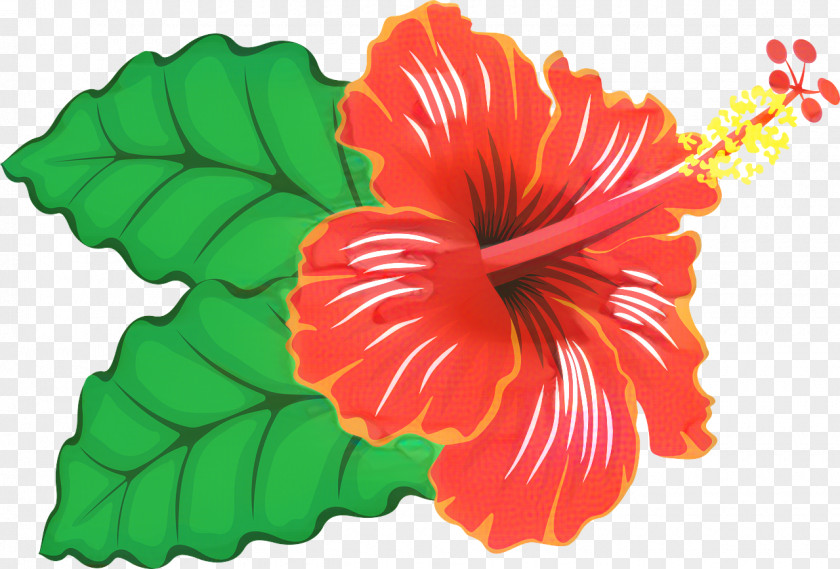 Shoeblackplant Flower Plants Hawaiian Hibiscus Botany PNG