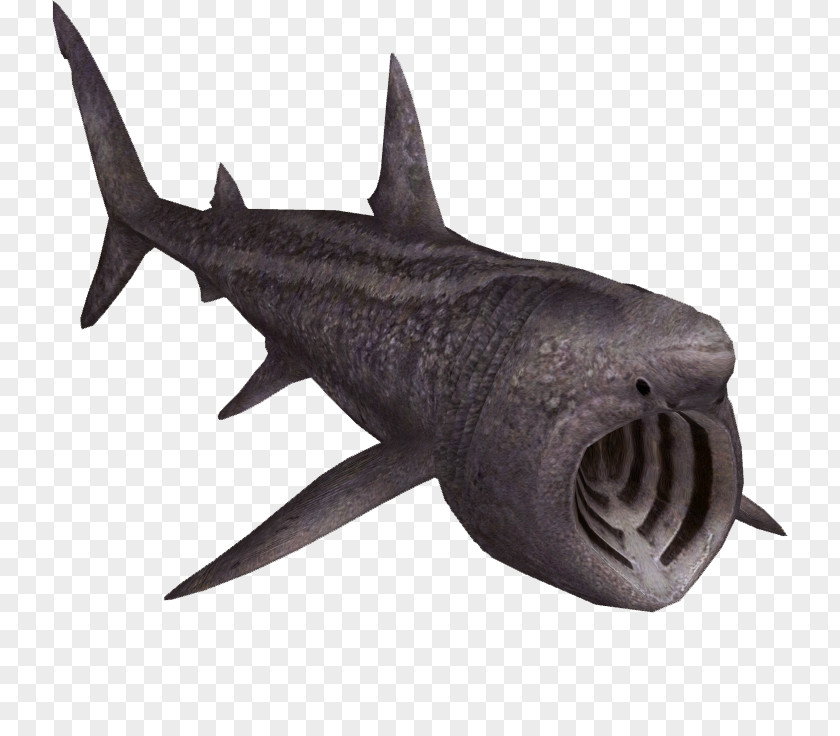 Zoo Tycoon 2 Requiem Shark Squaliformes Basking PNG