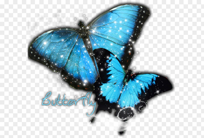 Buterfly Butterfly Insect DeviantArt PNG