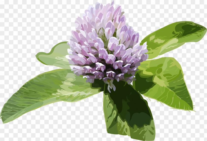 Clover Flower Purple Violet Clip Art PNG