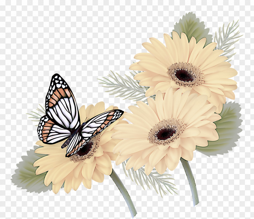 Cut Flowers Brushfooted Butterfly Gerbera Moths And Butterflies Insect Flower PNG