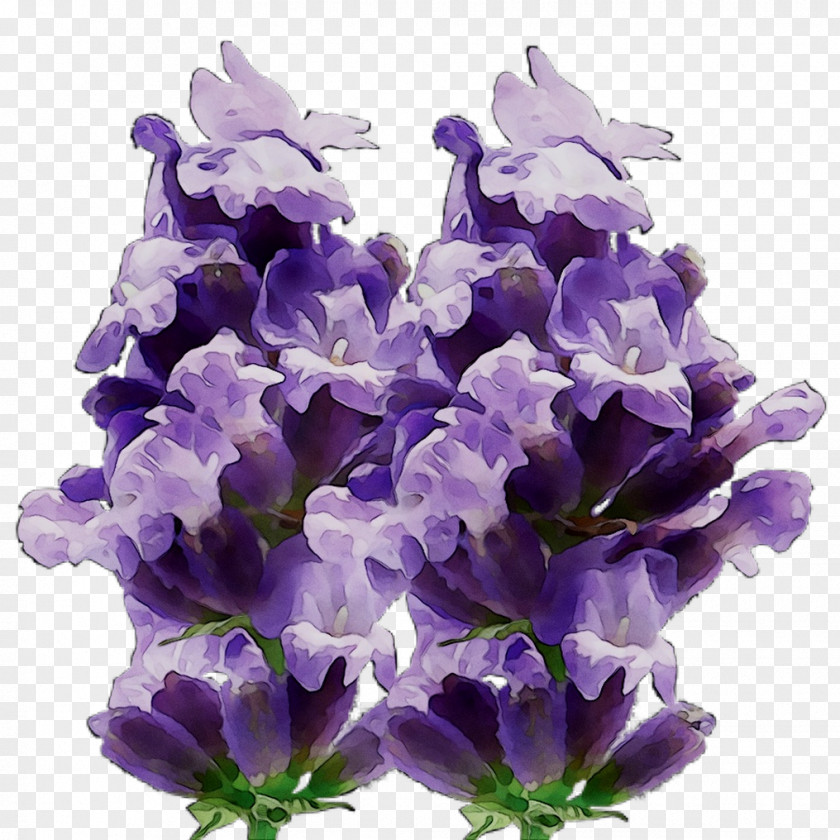 English Lavender Cut Flowers Hyacinth PNG