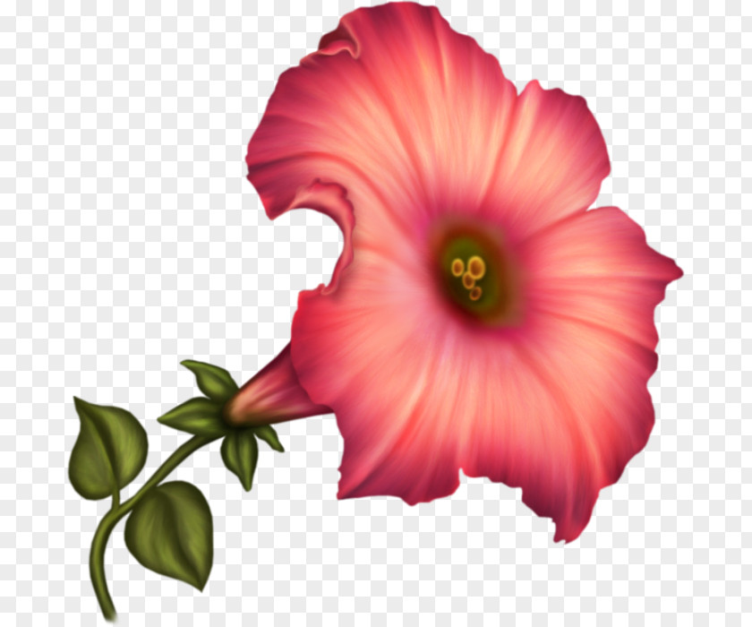 Flower Common Hibiscus Rosemallows Petal PNG