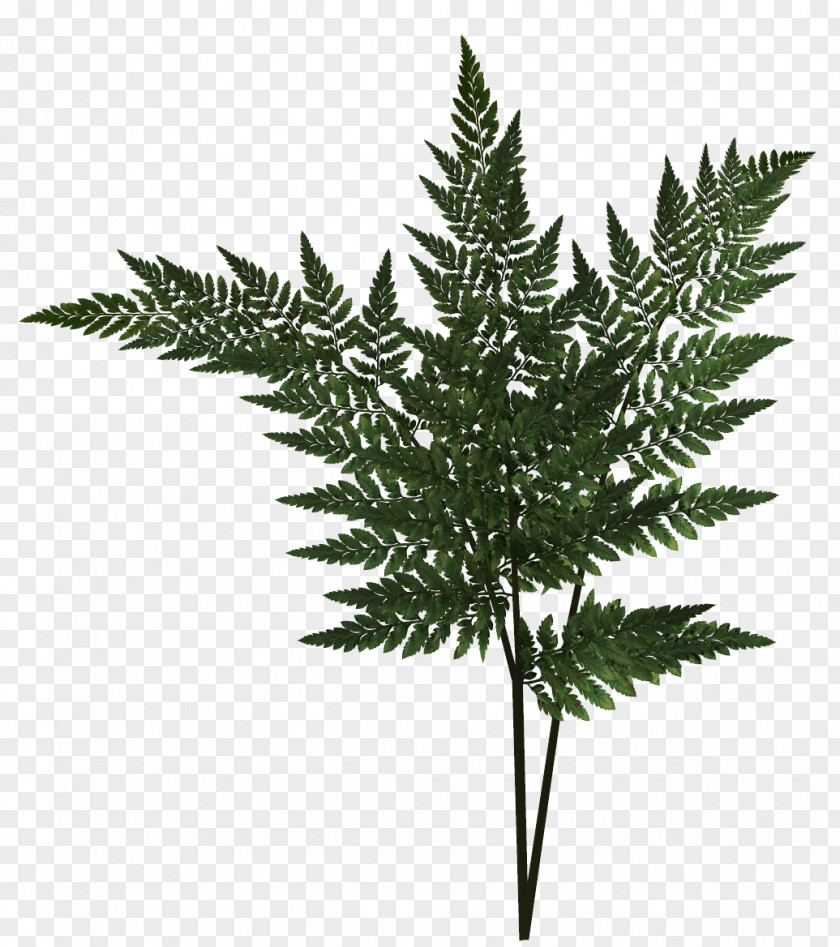 Leaf Fern Plant PNG