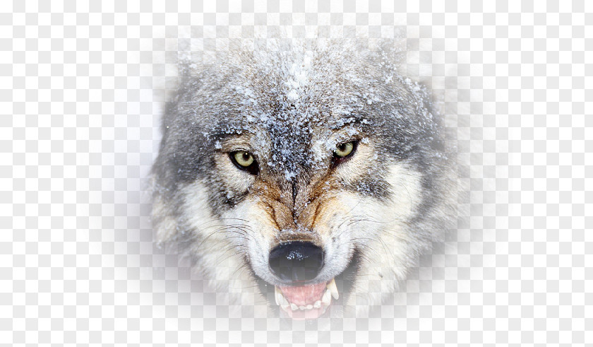 Mongolian Wolf Basset Hound Desktop Wallpaper Coyote Brain Game Animals Display Resolution PNG