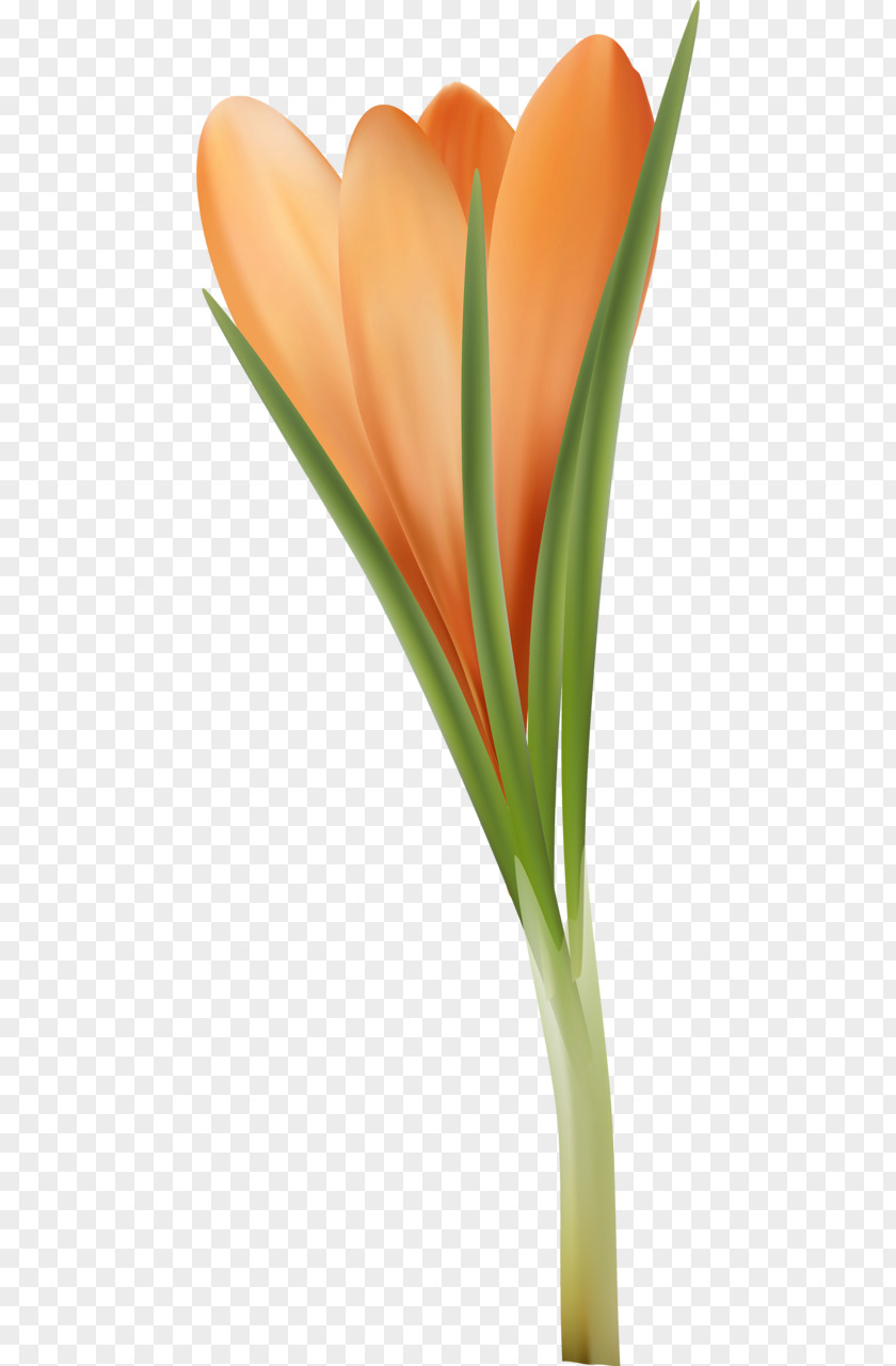 Tulip Orange Flower Petal Clip Art PNG