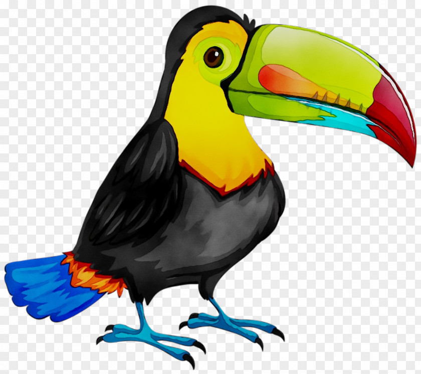 Bird Clip Art Drawing Illustration Image PNG