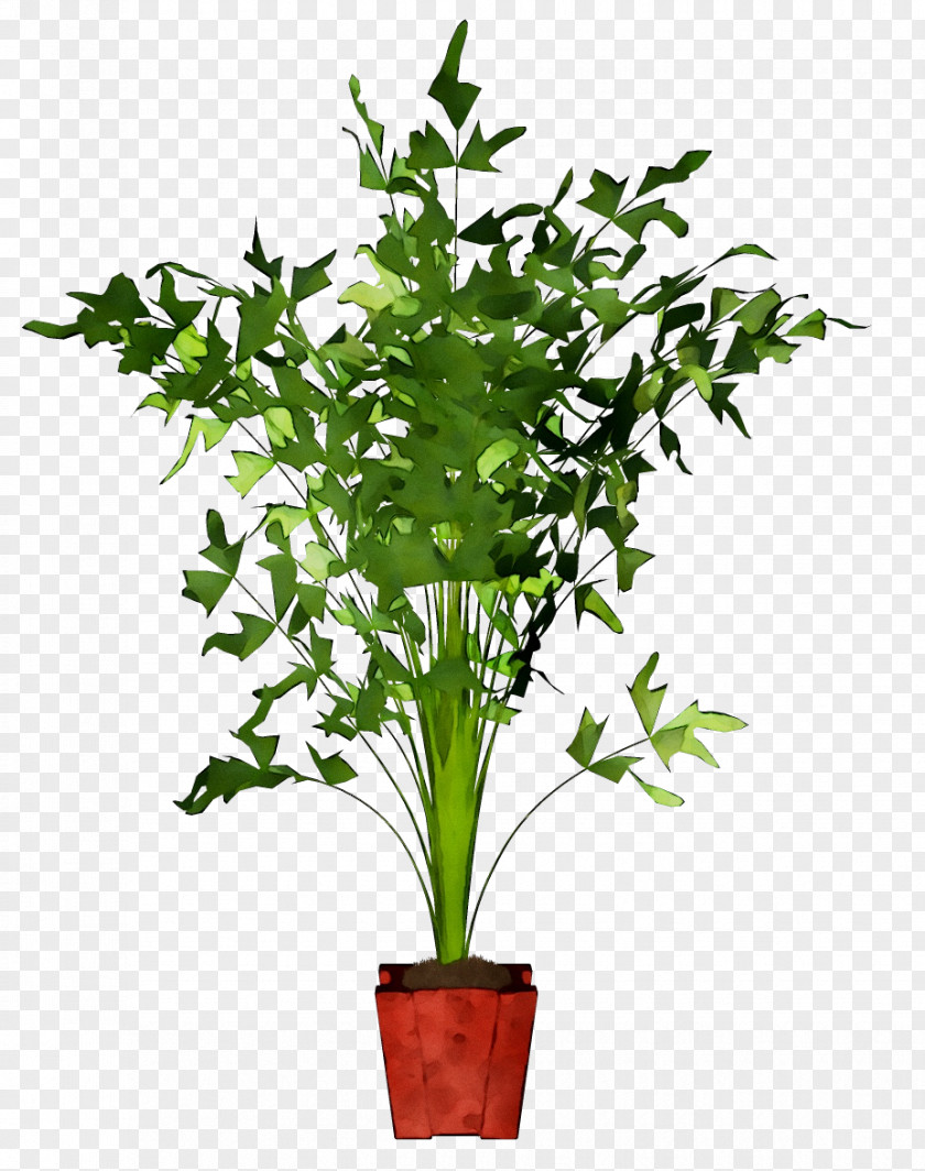 Caryota Mitis Houseplant Plants Flowerpot Hyophorbe Verschaffeltii PNG