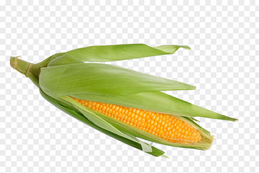 Corn On The Cob Waxy Sweet Stock Photography Corncob PNG