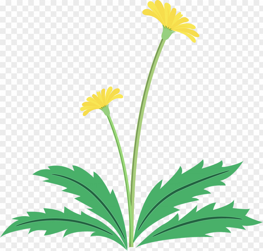 Flower Plant Yellow Chamomile Leaf PNG