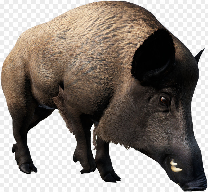 Boar Domestic Pig Peccary Mammal Wildlife DayZ PNG