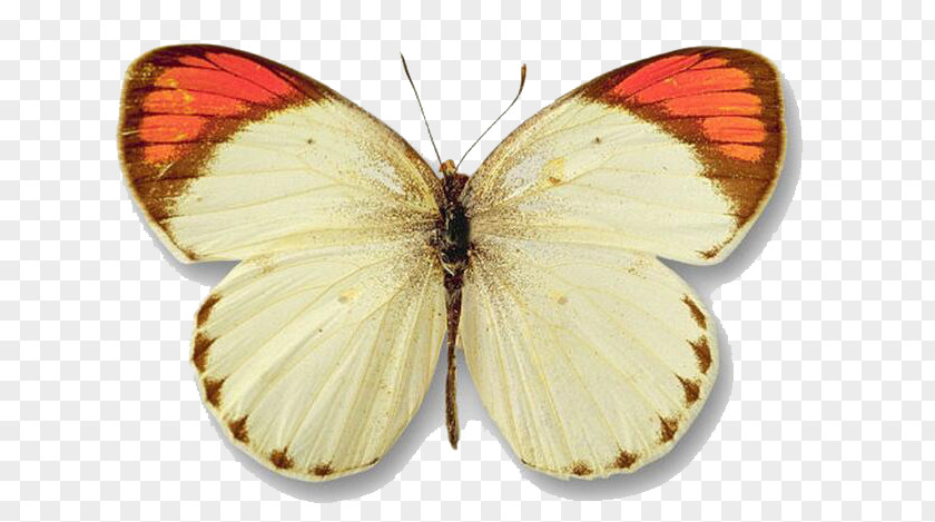 Butterfly Yellow Color Clip Art PNG