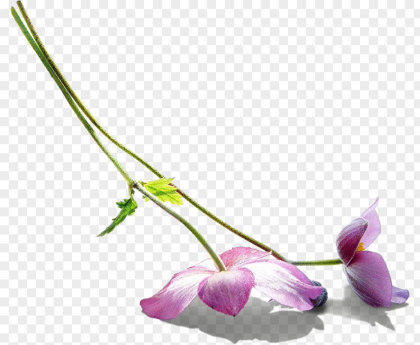 Flower Petal Photography Clip Art PNG