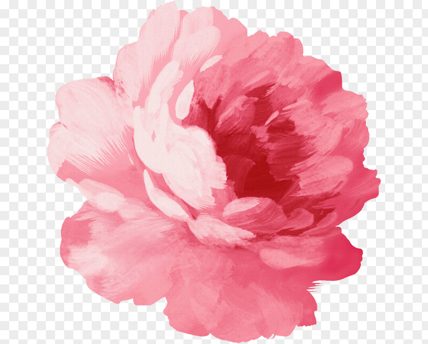 Flower Pink Flowers Watercolor Painting Illustration Drawing PNG