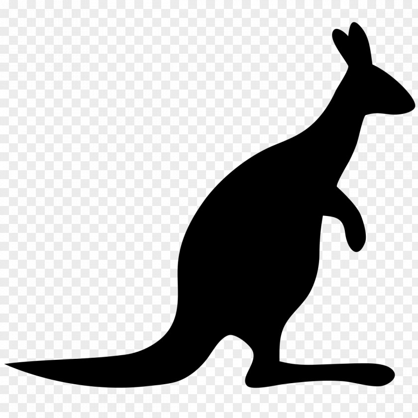Kangaroo Canberra Germany Macropodidae Animal PNG