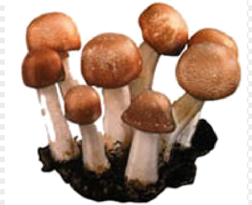 Mushrooms Agaricus Subrufescens Mushroom Fungus Therapy Health PNG