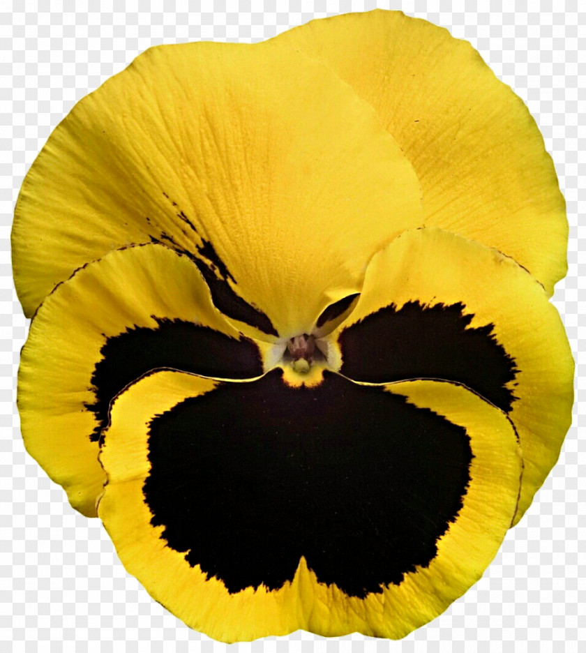 Pansy Wreath California Golden Violet Yellow Viola Cornuta Stiefmütterchen PNG