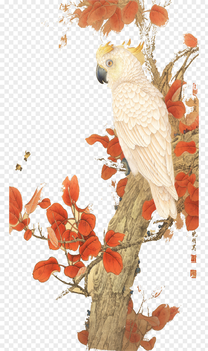 Parrot Illustration PNG
